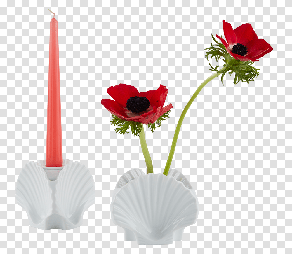 Poppy, Flower, Plant, Blossom, Rose Transparent Png