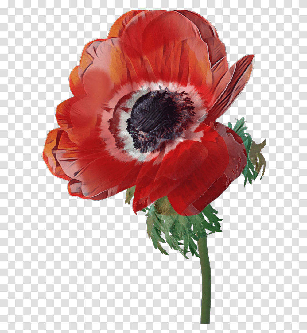 Poppy Flower Red Poppy, Plant, Blossom, Honey Bee, Insect Transparent Png
