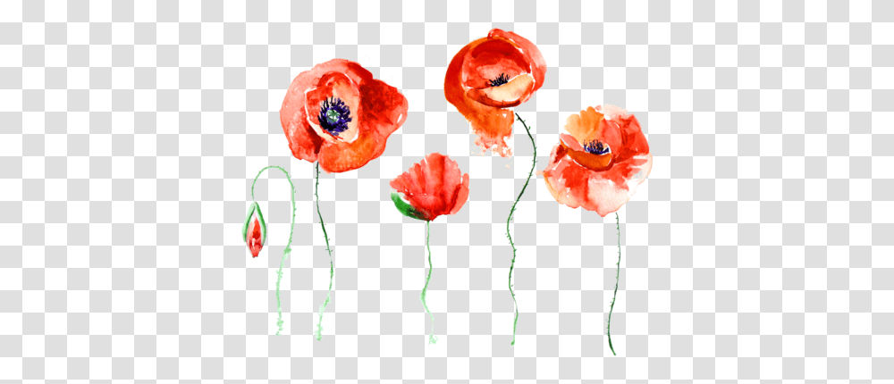 Poppy Flower Watercolor Flowers Tumblr, Plant, Blossom, Anther, Diamond Transparent Png