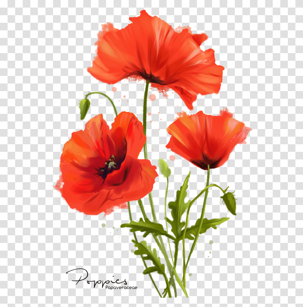 Poppy Flowers Drawing Poppy Flower, Plant, Blossom, Geranium, Honey Bee Transparent Png