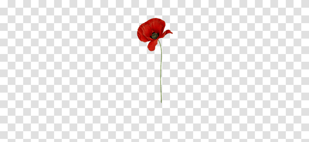 Poppy Long Stem, Plant, Flower, Blossom, Petal Transparent Png