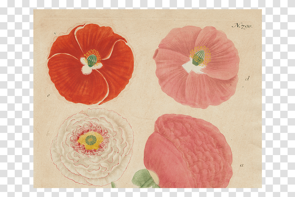 Poppy, Plant, Cushion, Pattern, Pillow Transparent Png