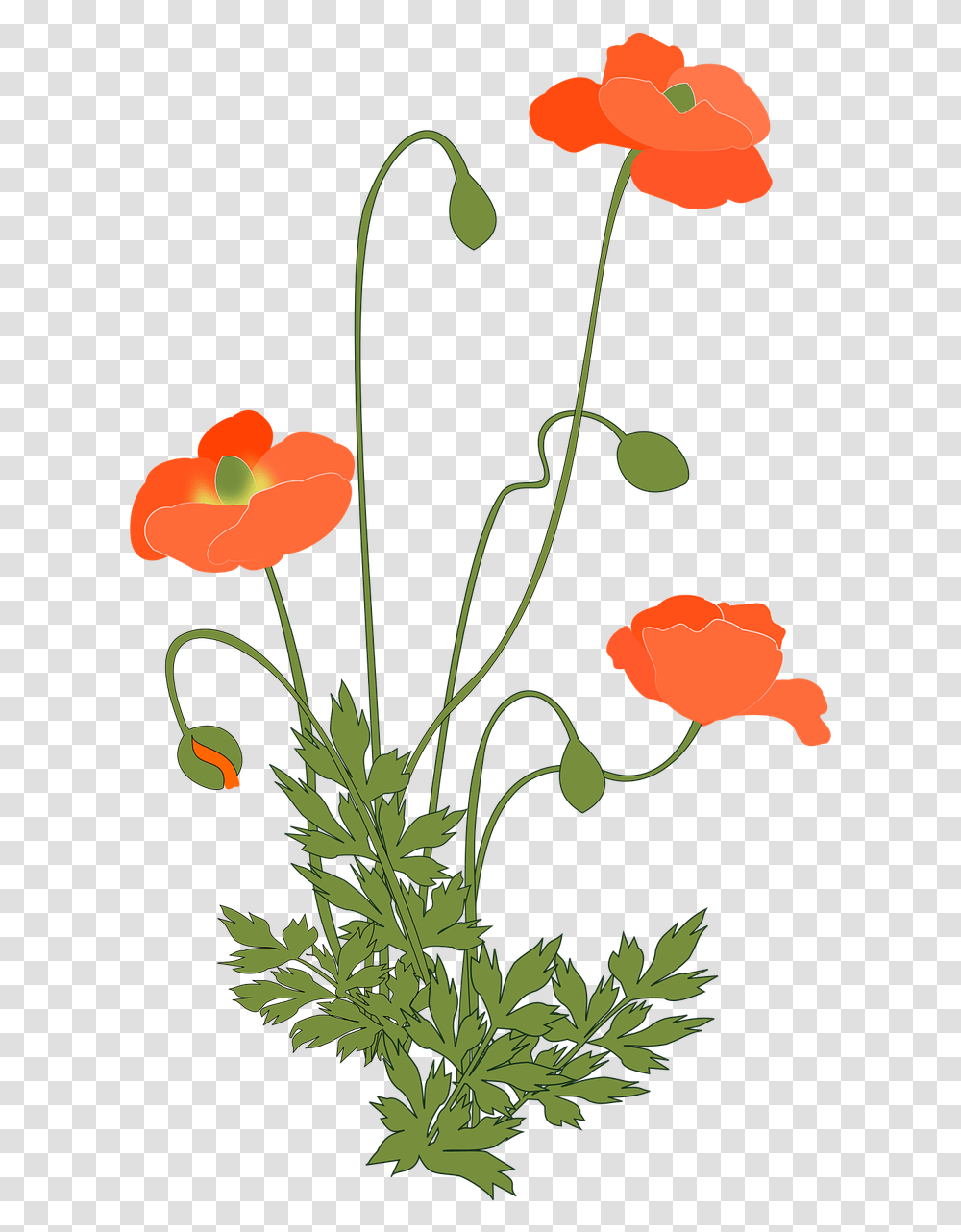 Poppy Plant, Flower, Blossom, Petal, Floral Design Transparent Png