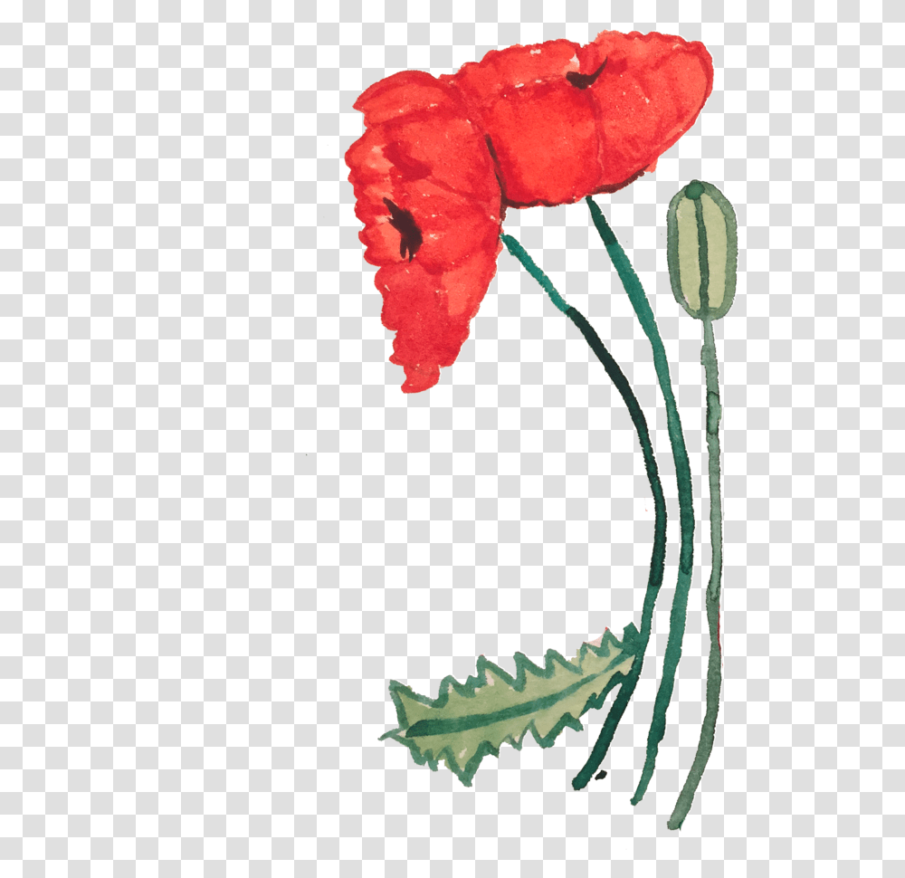 Poppy, Plant, Flower, Geranium, Petal Transparent Png