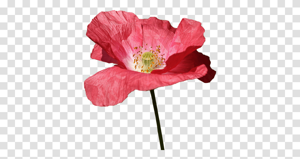 Poppy Red Flower Spring Red Flowers Wild Color Poppy, Plant, Pollen, Blossom, Rose Transparent Png