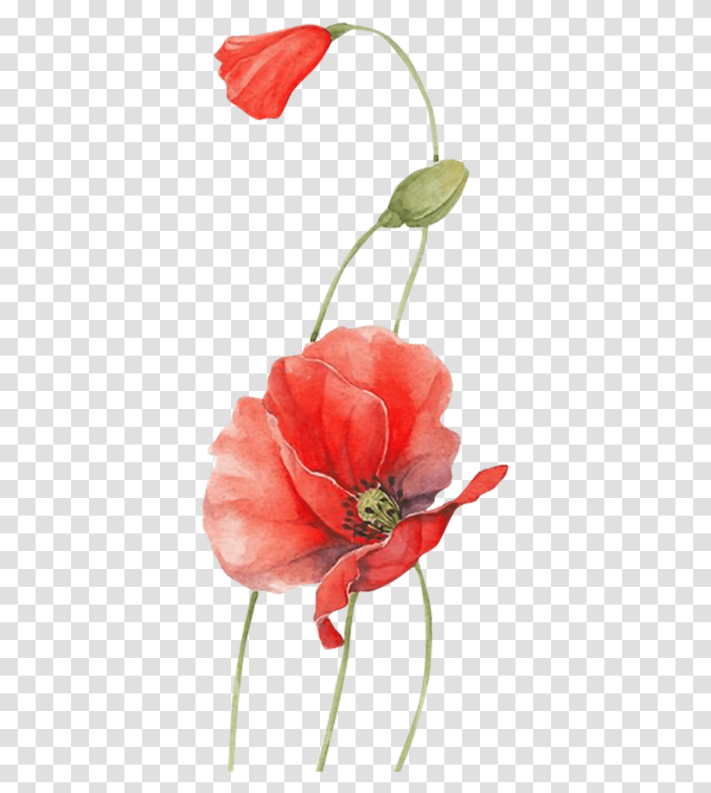 Poppy Watercolour Flowers Red Red Watercolour Flowers, Plant, Petal, Blossom, Rose Transparent Png