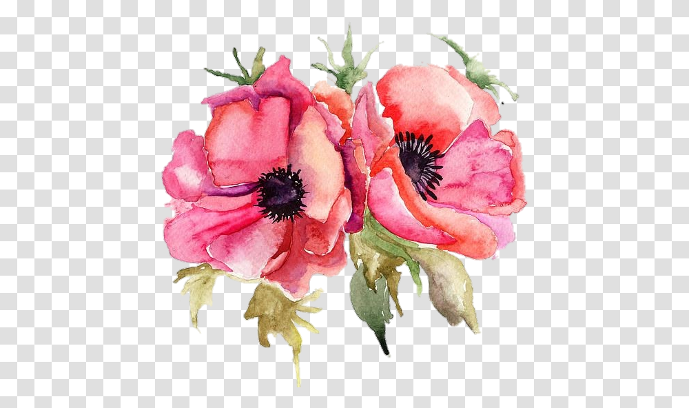 Poppyflower Poppy Pngstickers Watercolor Illustrati Watercolor Poppy Flowerf, Plant, Rose, Petal, Pollen Transparent Png