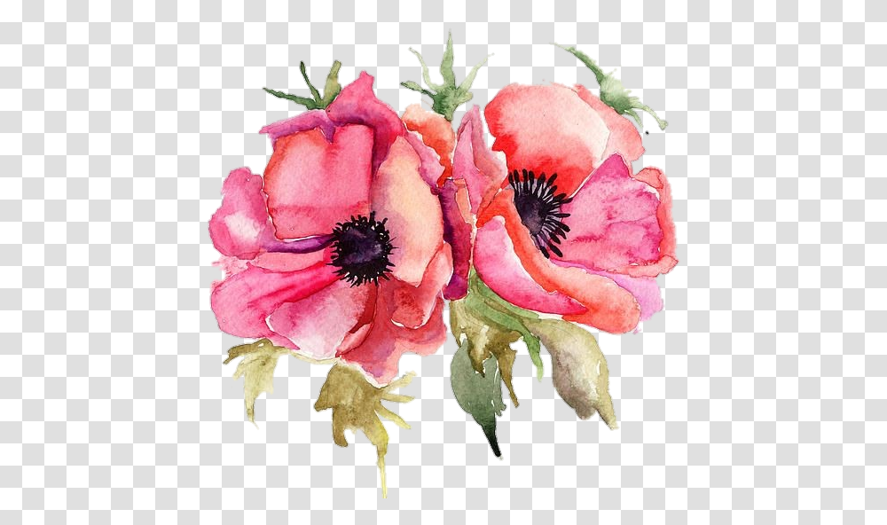 Poppyflower Poppy Pngstickers Watercolor Illustration Watercolor Poppy Flower Free, Plant, Rose, Petal, Pollen Transparent Png