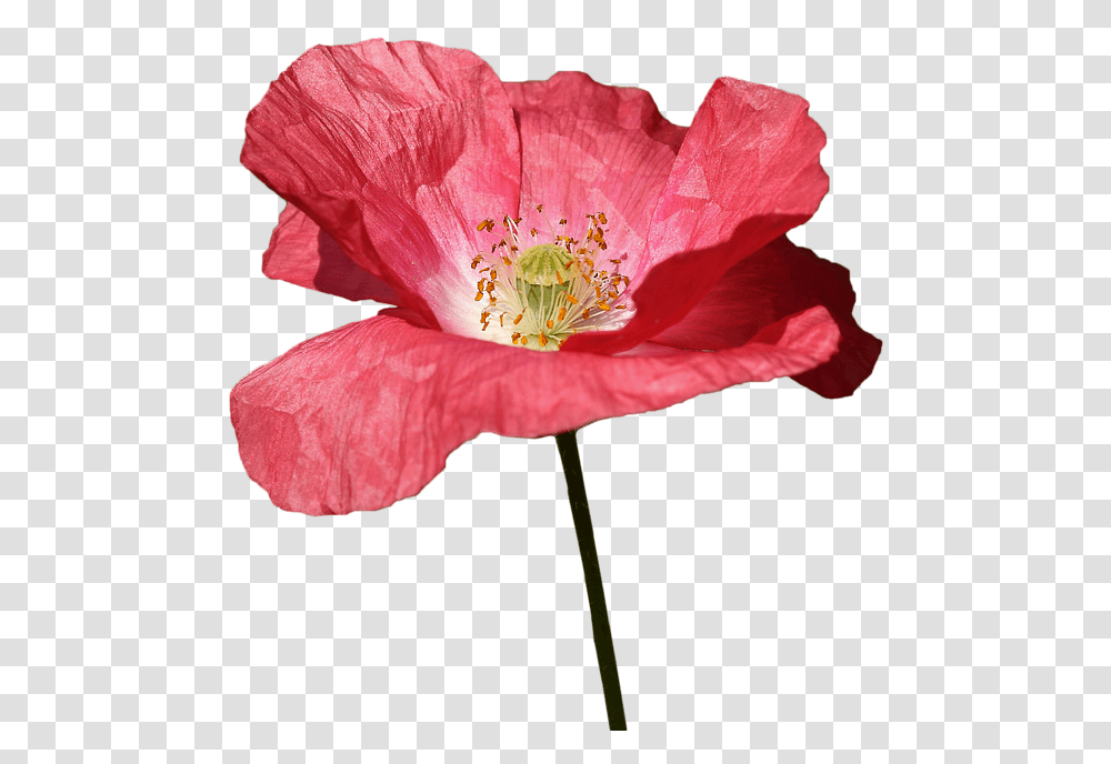 Poppyredflowerspringred Flowers Free Image From Portable Network Graphics, Plant, Pollen, Rose, Blossom Transparent Png