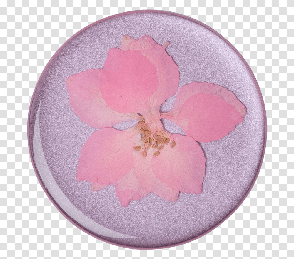Popsocket Pressed Flower Delphinium Pink, Plant, Petal, Blossom, Geranium Transparent Png