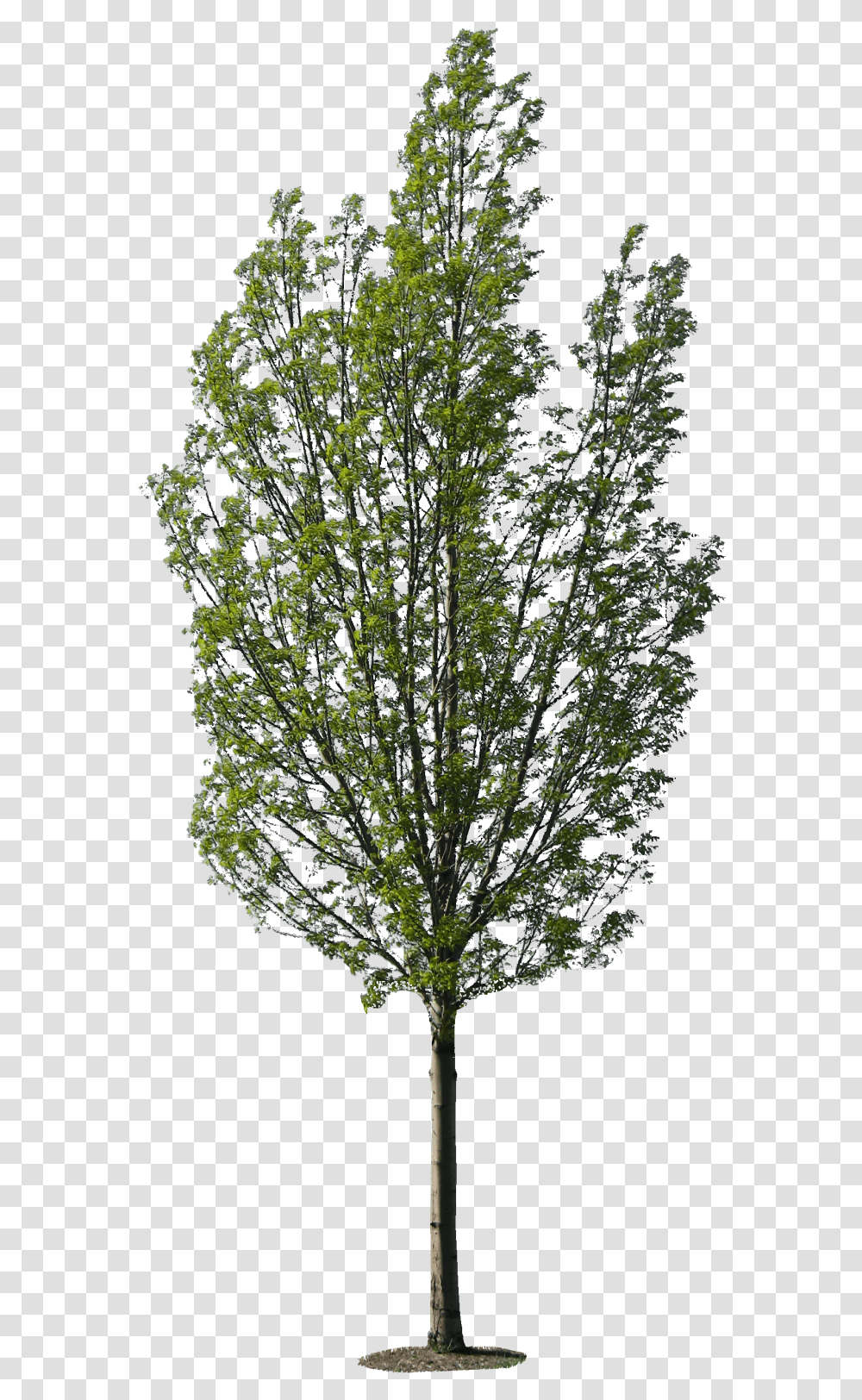 Popular Aljanh Tree Texture, Bush, Vegetation, Plant, Land Transparent Png
