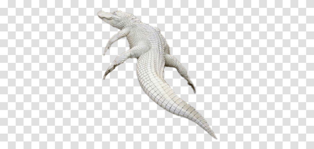 Popular And Trending Crocodil Stickers White Crocodile, Lizard, Reptile, Animal, Snake Transparent Png