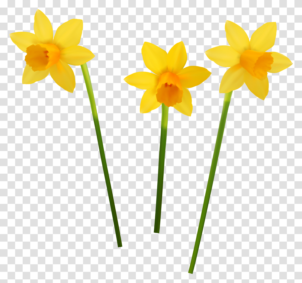 Popular And Trending Daffodil Hill Stickers, Plant, Flower, Blossom Transparent Png