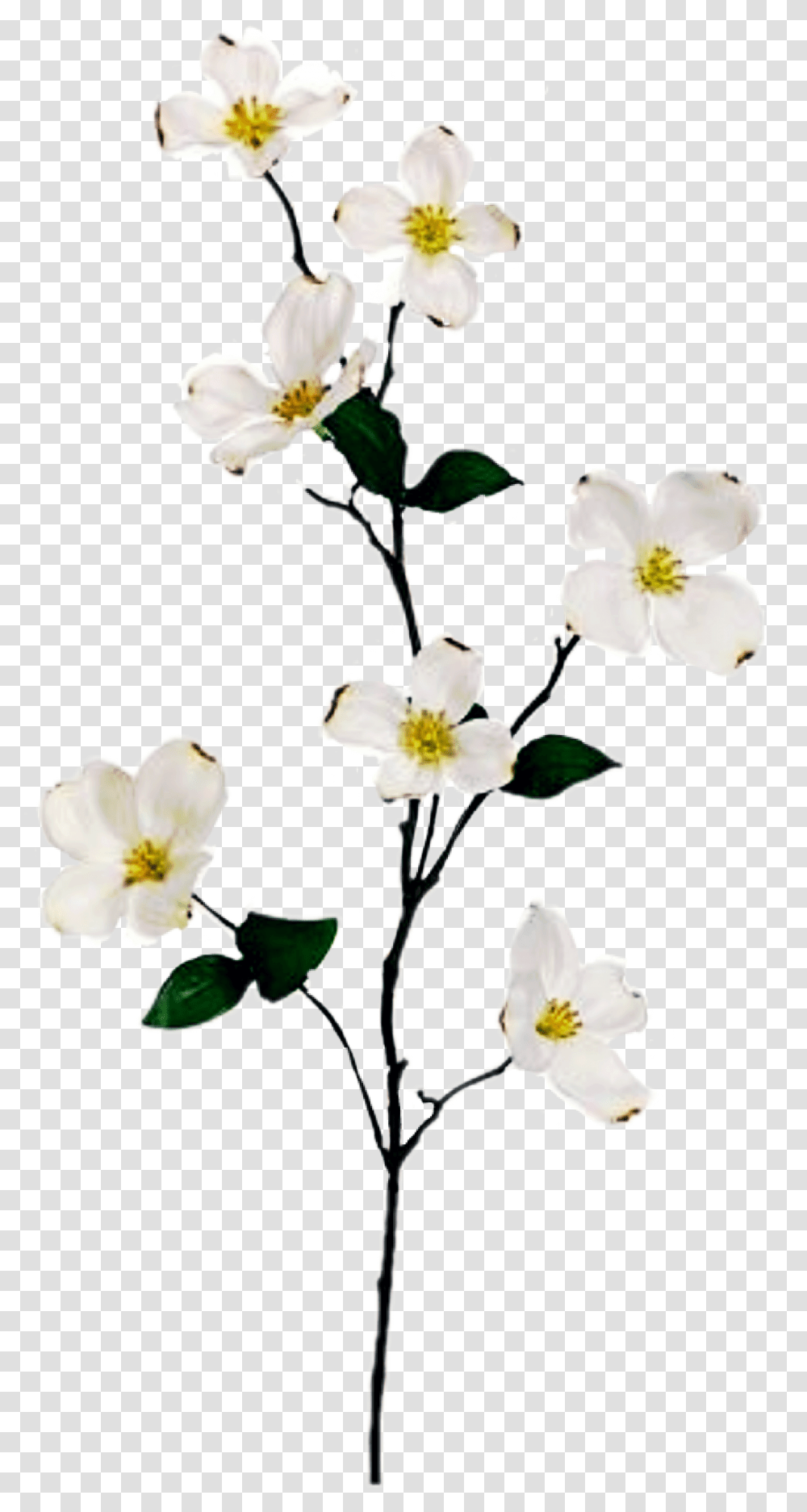 Popular And Trending Dogwood Tree Stickers, Plant, Flower, Blossom, Arenaria Transparent Png