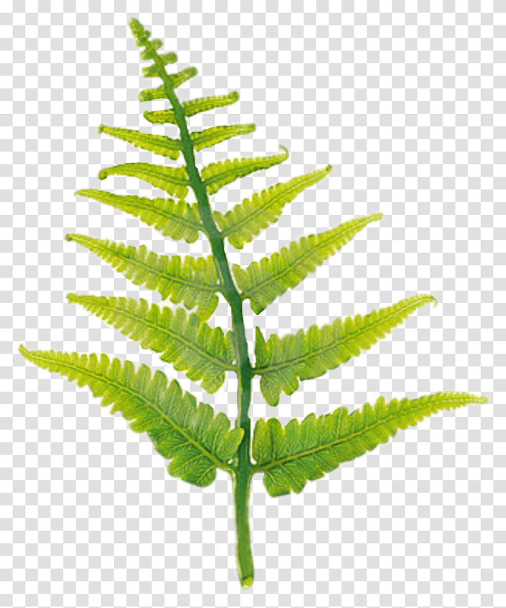 Popular And Trending Fern Stickers, Plant Transparent Png