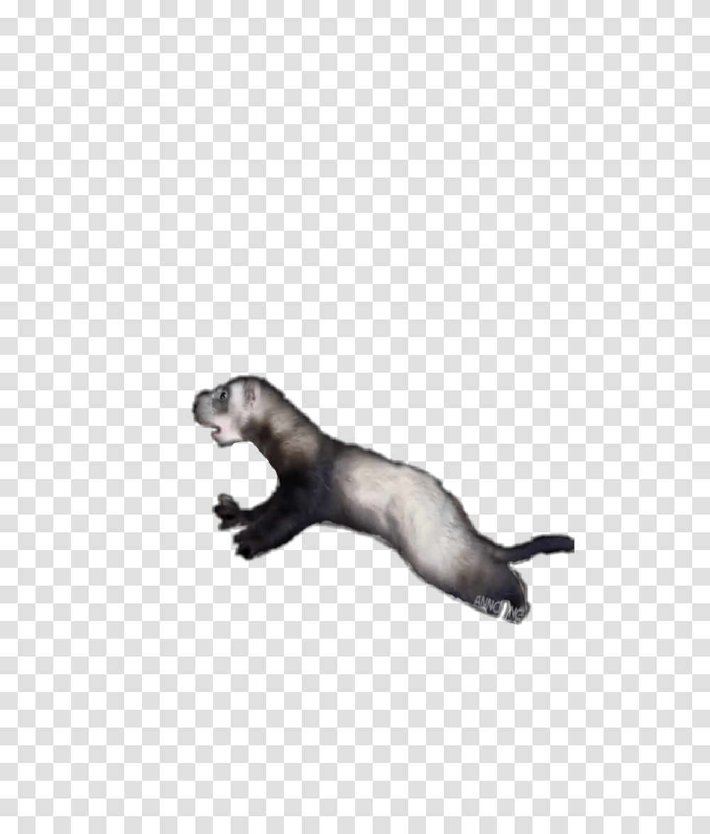 Popular And Trending Ferret Stickers, Wildlife, Animal, Mammal, Bird Transparent Png