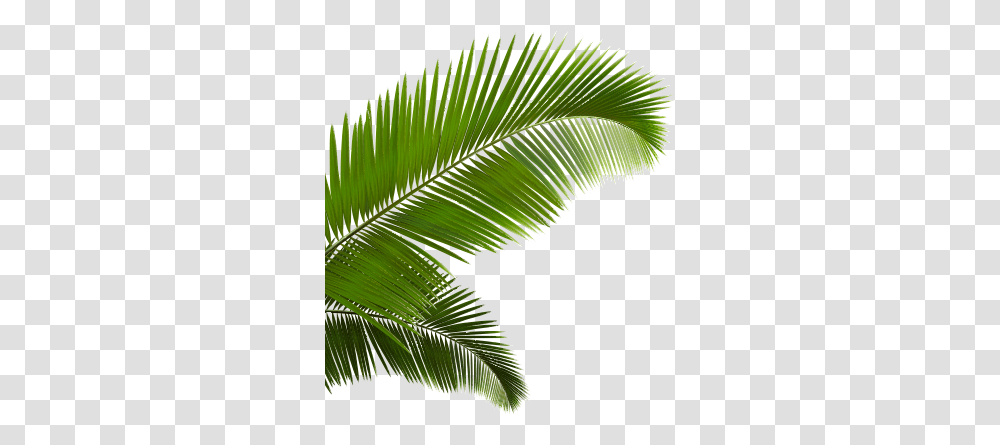 Popular And Trending Frond Stickers, Green, Leaf, Plant, Brush Transparent Png