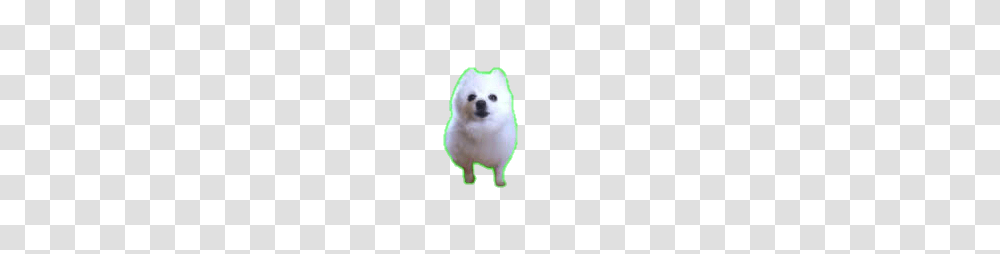 Popular And Trending Gabe Stickers, Canine, Mammal, Animal, Pet Transparent Png