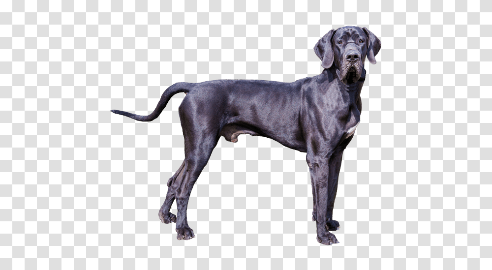 Popular And Trending Greatdane Stickers, Dog, Pet, Canine, Animal Transparent Png