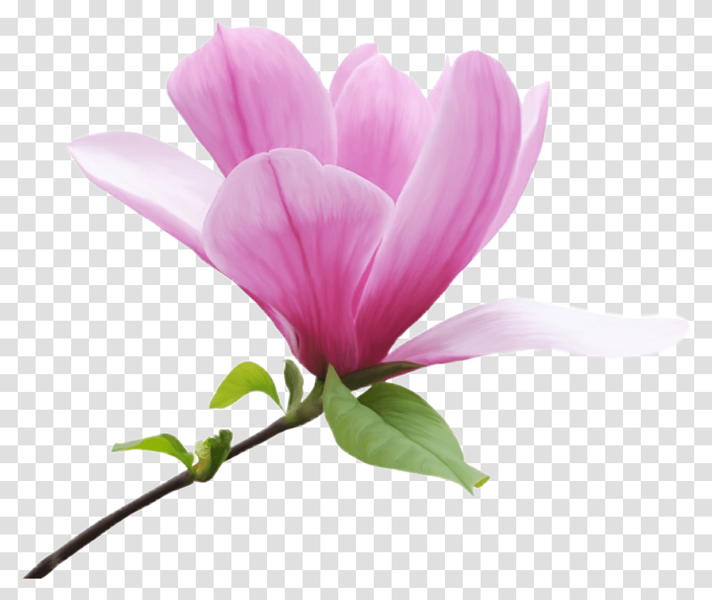 Popular And Trending Magnolia Tree Stickers, Petal, Flower, Plant, Blossom Transparent Png