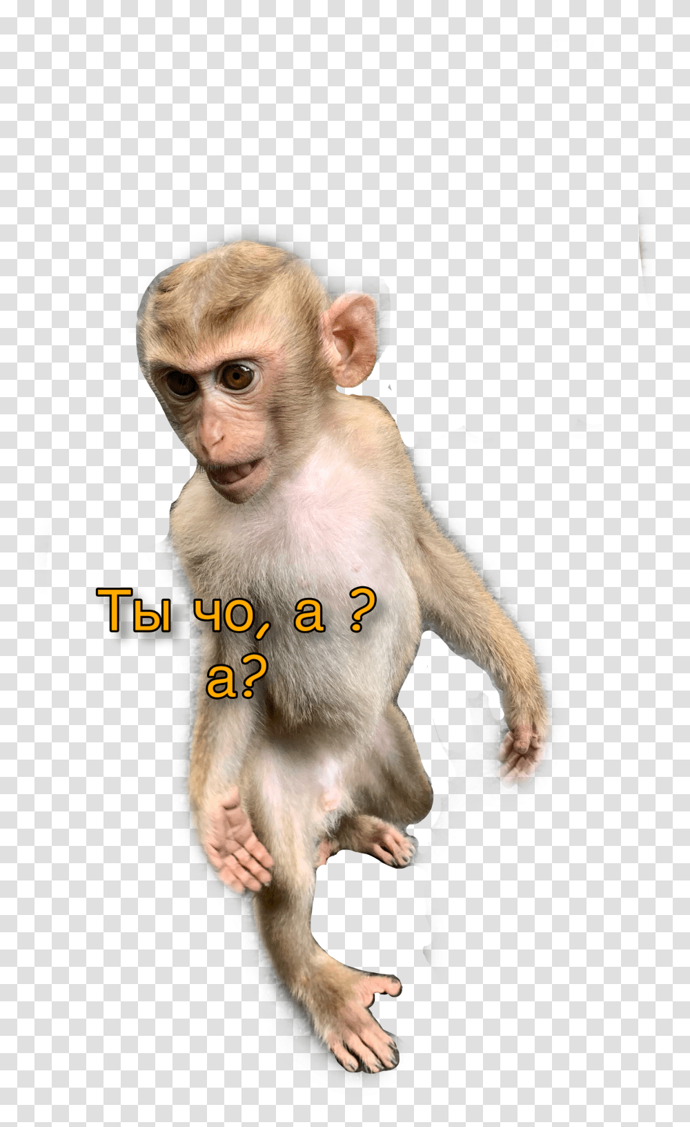 Popular And Trending Mankey Stickers Rhesus Macaque Transparent Png