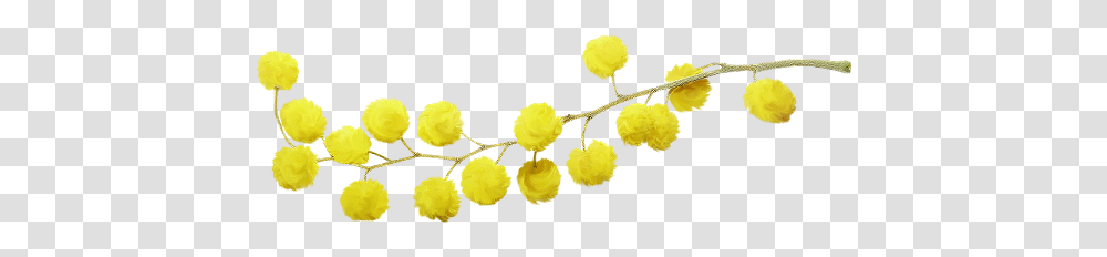 Popular And Trending Mimosa Stickers, Plant, Flower, Blossom, Rug Transparent Png