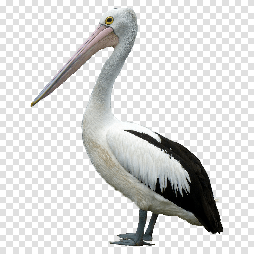 Popular And Trending Pelican Stickers, Bird, Animal, Beak Transparent Png