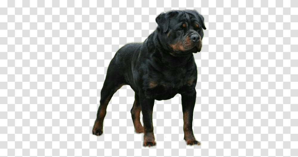 Popular And Trending Rottweiler Stickers, Bulldog, Pet, Canine, Animal Transparent Png