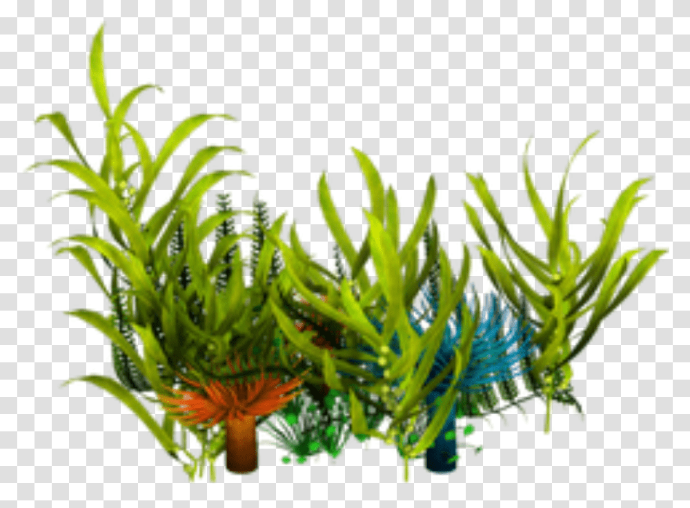 Popular And Trending Seaweed Stickers, Plant, Water, Outdoors, Nature Transparent Png