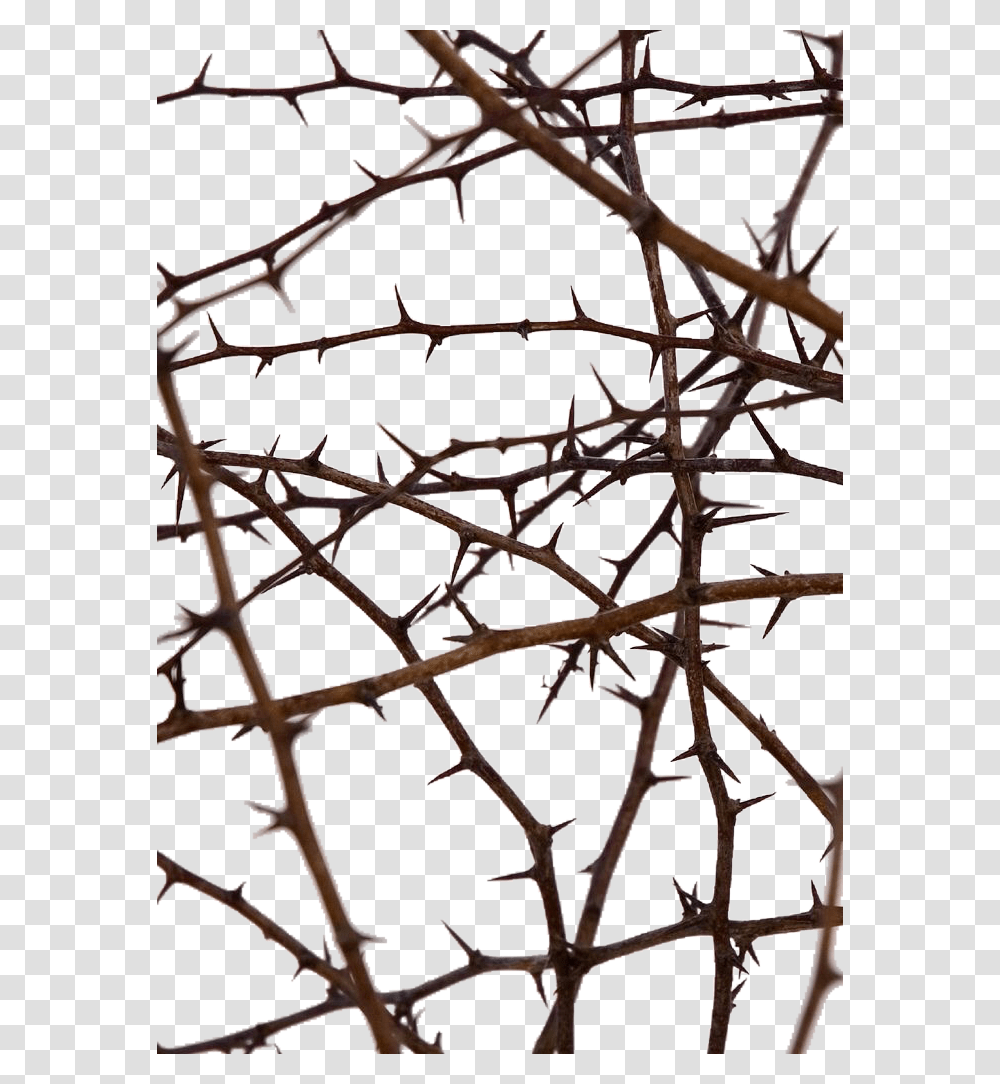 Popular And Trending Thorns Stickers, Plant, Root Transparent Png