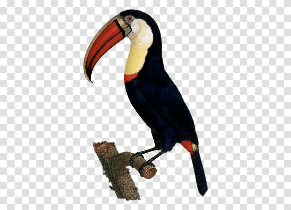 Popular And Trending Tucan Stickers, Toucan, Bird, Animal, Beak Transparent Png