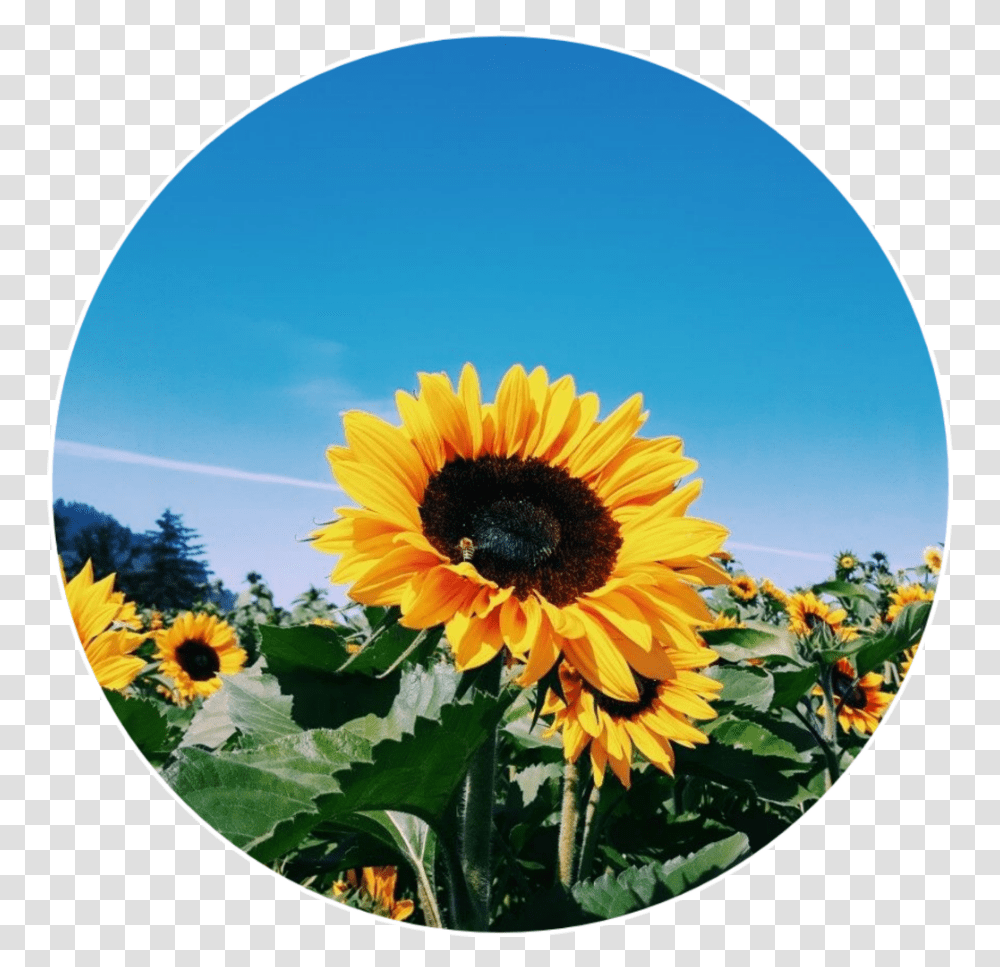 Popular Sunflower Icon Tumblr Image Desain Interior Exterior Aesthetic Sunflower Icon, Plant, Blossom, Honey Bee, Insect Transparent Png
