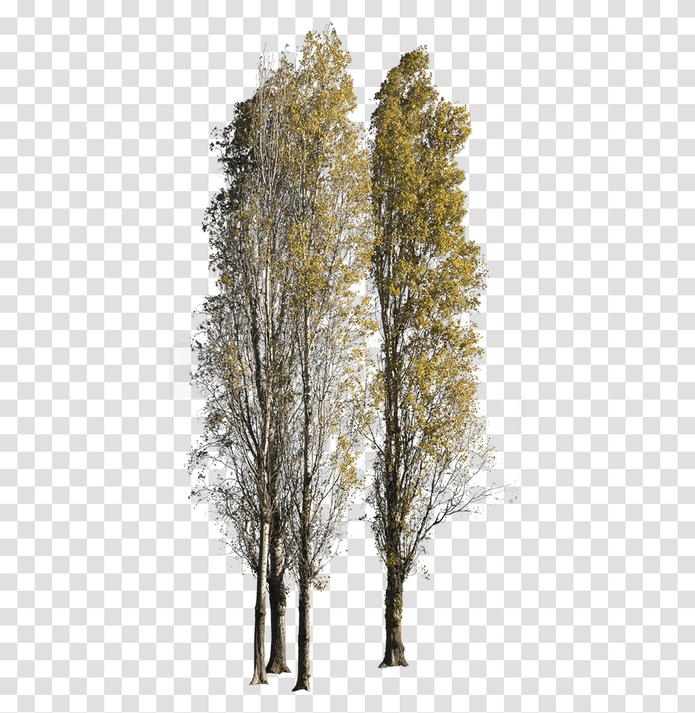 Populus Nigra Group Autumn Cut Out Trees Autumn, Plant, Nature, Outdoors, Ice Transparent Png