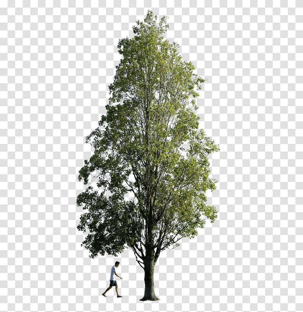 Populus Nigra People Background Forest Tree, Plant, Person, Vegetation, Outdoors Transparent Png