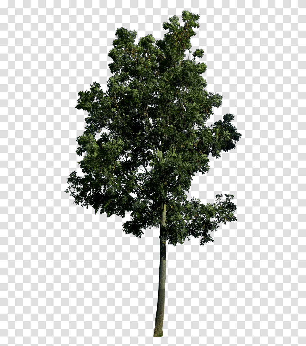 Populus Nigra, Tree, Plant, Tree Trunk, Outdoors Transparent Png