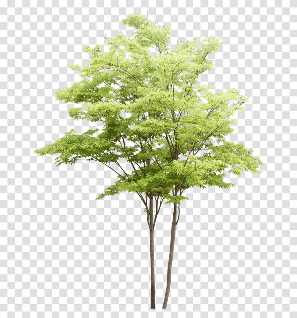 Populus Nigra Tree Trees Watercolor Architecture Pattern Trees For Architectural Rendering, Plant, Maple, Leaf, Vegetation Transparent Png