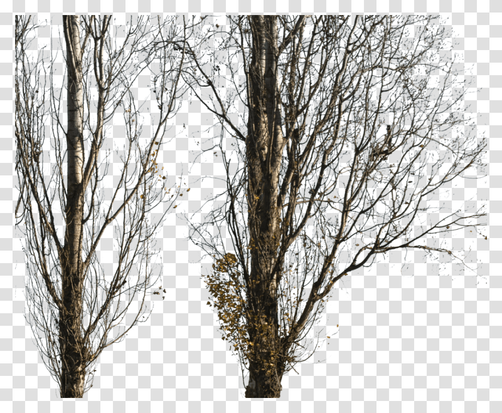 Populus Nigra Trees, Ice, Outdoors, Nature, Frost Transparent Png