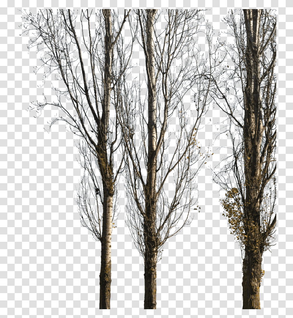 Populus Nigra Trees, Plant, Ice, Outdoors, Nature Transparent Png