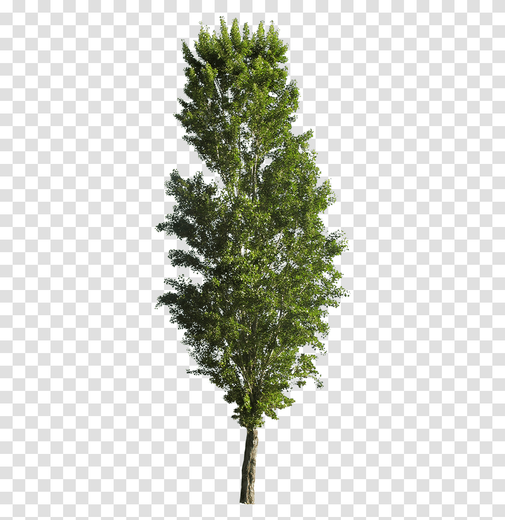 Populus Tremula Erecta Download Populus Nigra Cutout Trees, Bush, Vegetation, Plant, Conifer Transparent Png