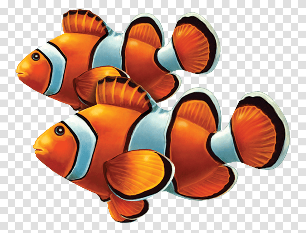 Porc Cl58d Clown Fish Double Copy Group Of Clownfish, Amphiprion, Sea Life, Animal, Angelfish Transparent Png