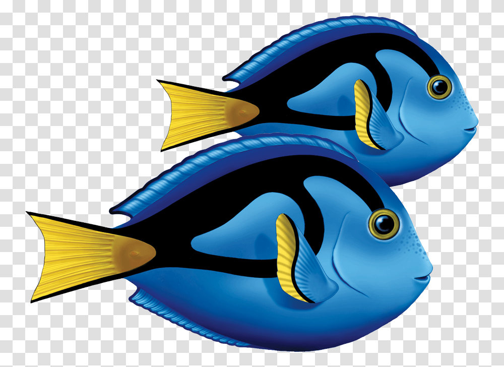 Porc Ta80d Blue Tang Double Copy Blue Tang Fish Clipart, Surgeonfish, Sea Life, Animal, Shark Transparent Png