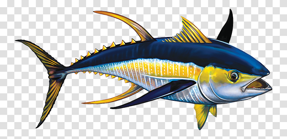 Porc Tn42 Tuna Copy Marlin, Sea Life, Fish, Animal, Bonito Transparent Png