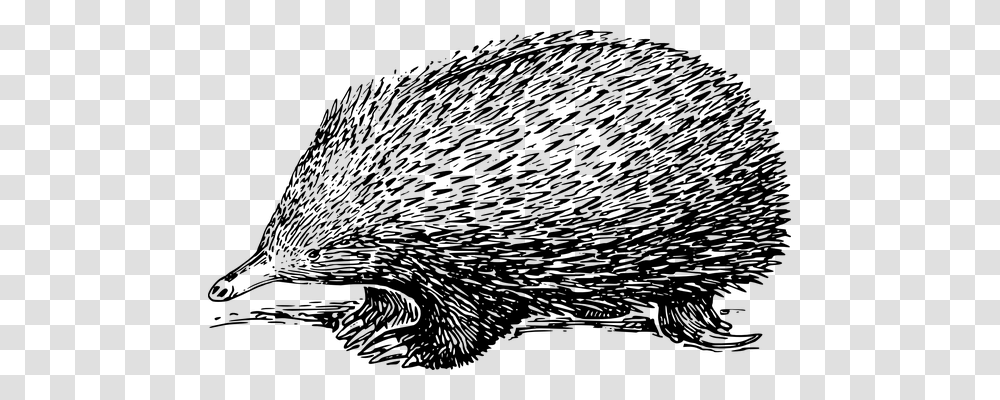 Porcupine Animals, Gray, World Of Warcraft Transparent Png