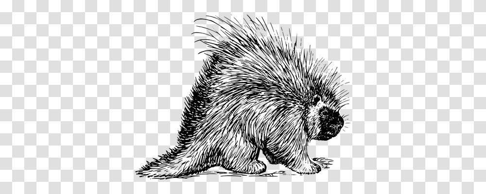 Porcupine Animals, Gray, World Of Warcraft Transparent Png