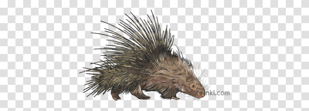 Porcupine Animal Mammal Quills Prickly Defense Nature Mps Erinaceidae, Rodent, Bird, Chicken, Poultry Transparent Png