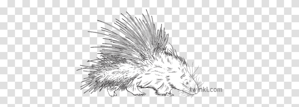 Porcupine Animal Mammal Quills Prickly Defense Nature Mps New World Porcupine, Rodent, Bird, Hedgehog Transparent Png