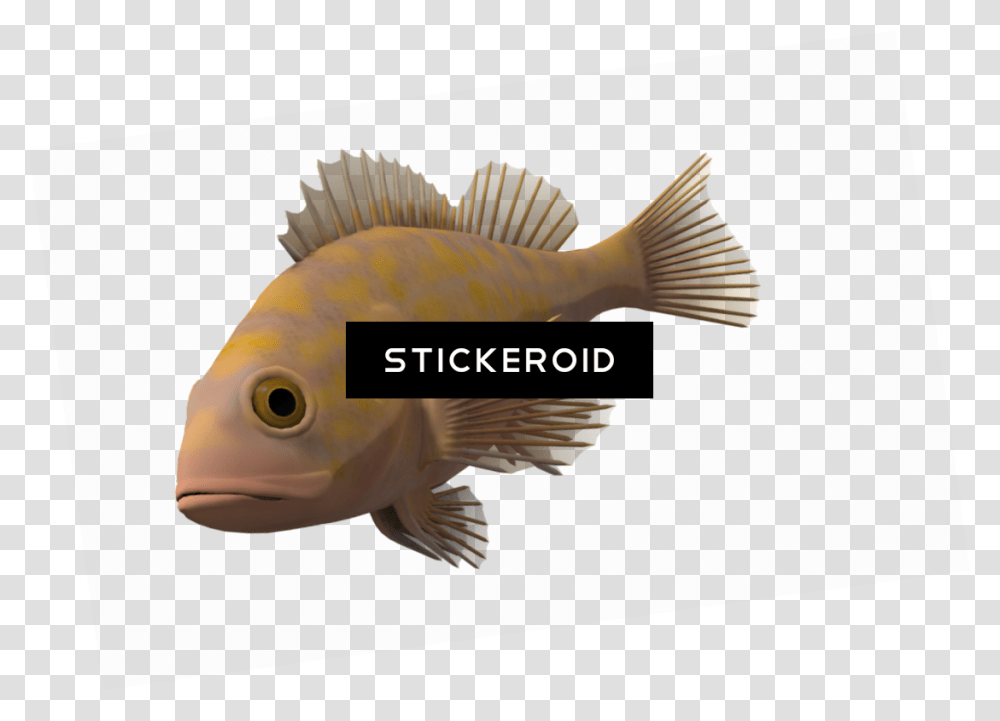 Porcupine Fishes Pomacentridae, Animal, Perch, Word Transparent Png