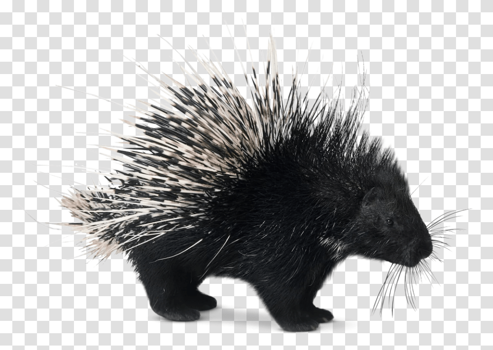 Porcupines In 2020 Porcupine Baby Animals Black Porcupine, Rodent, Mammal, Bird, Hedgehog Transparent Png