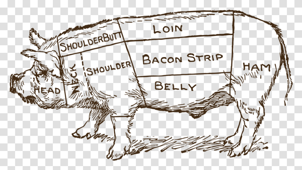 Pork Drawing Pig Butcher Butcher Cuts Of Pig Antique, Animal, Label, Paper Transparent Png