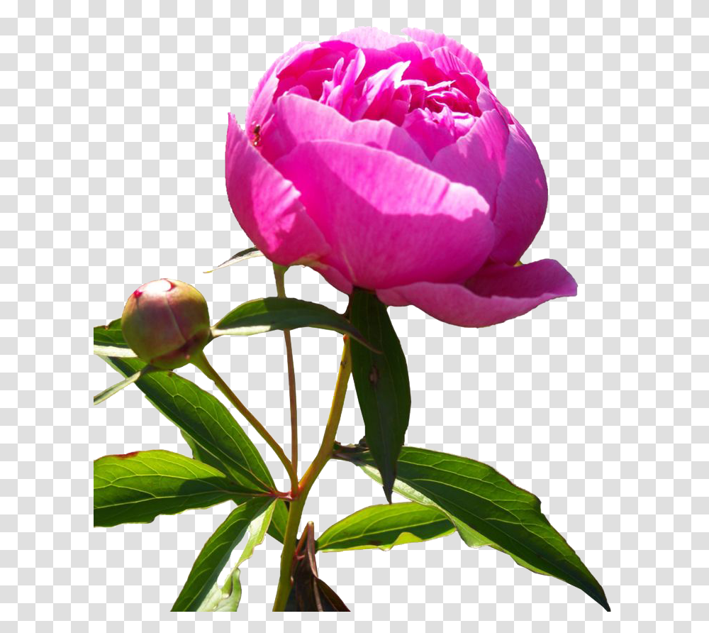 Poro Peony Flower Hd, Plant, Rose, Apple, Petal Transparent Png